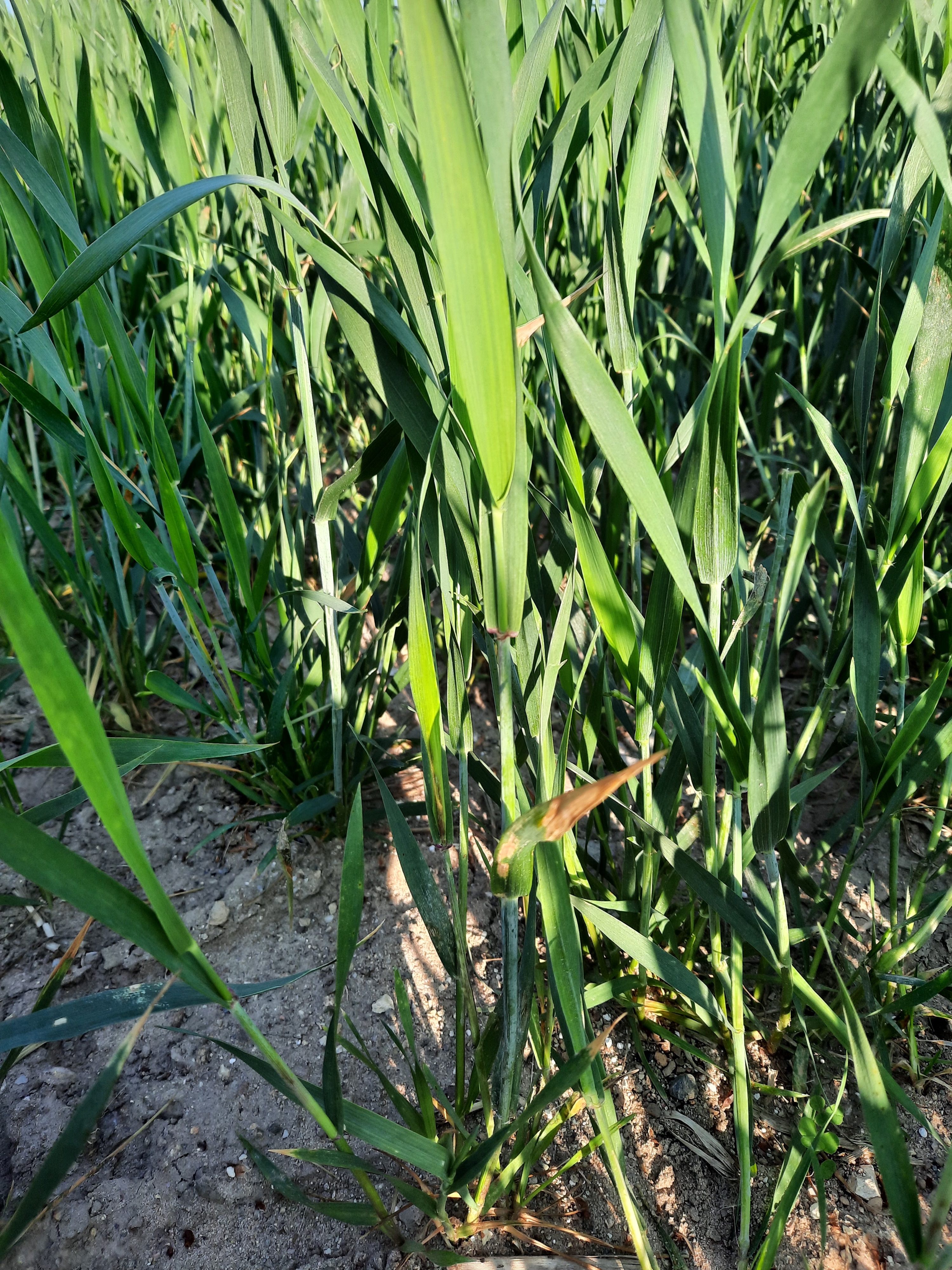 Wheat growth.